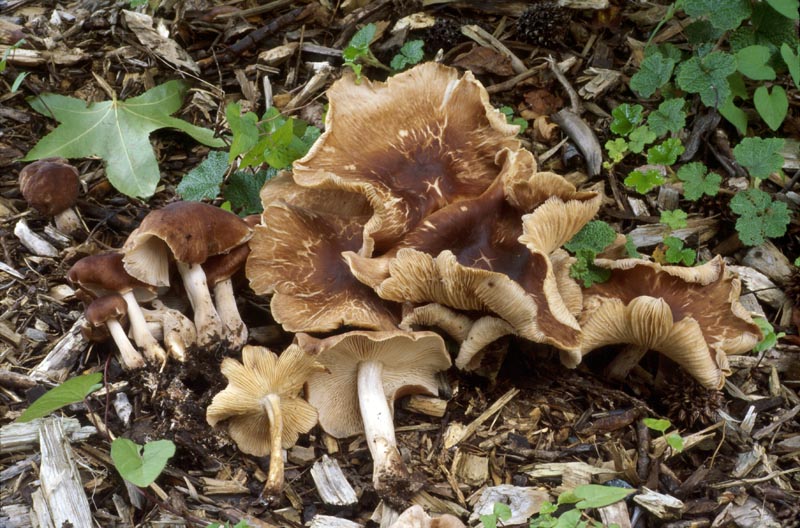 Gymnopus luxurians